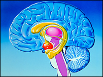 Brain, highlighting the limbic system